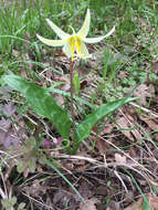 Imagem de Erythronium oregonum Applegate