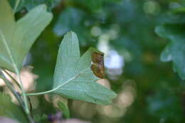 Sivun Phyllonorycter oxyacanthae (Frey 1855) kuva