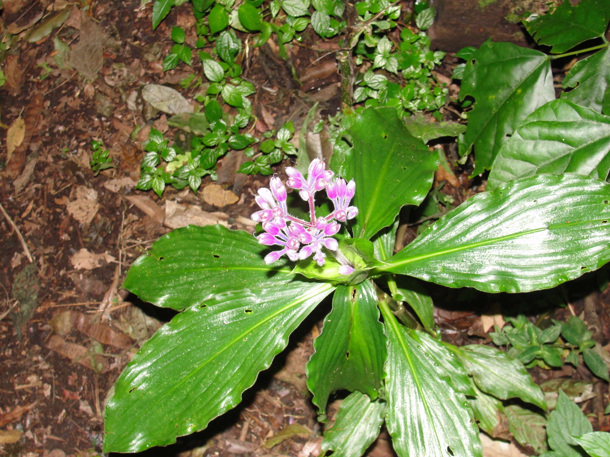 Image of Tinantia standleyi Steyerm.