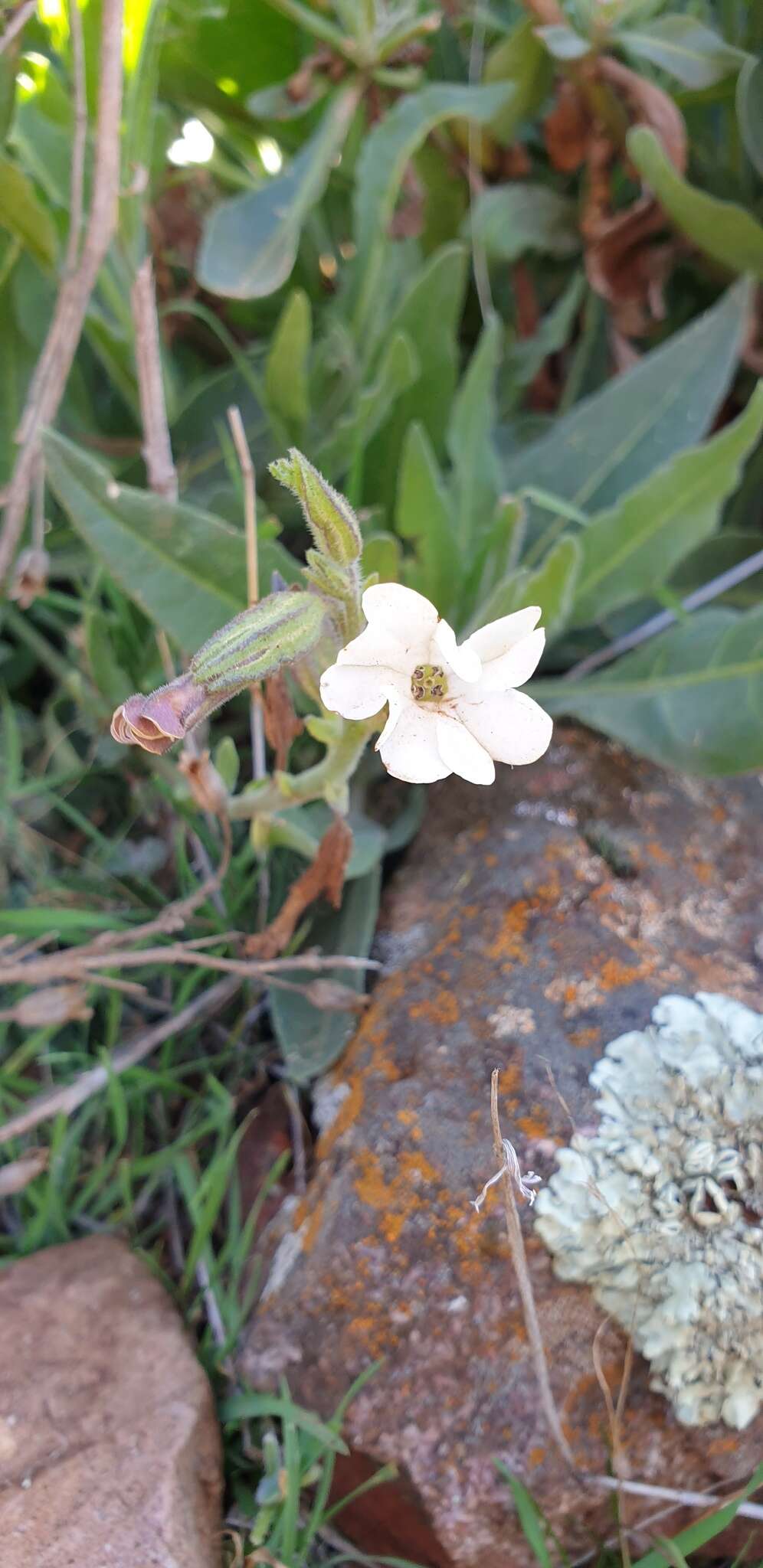 Image of Nicotiana maritima Wheeler