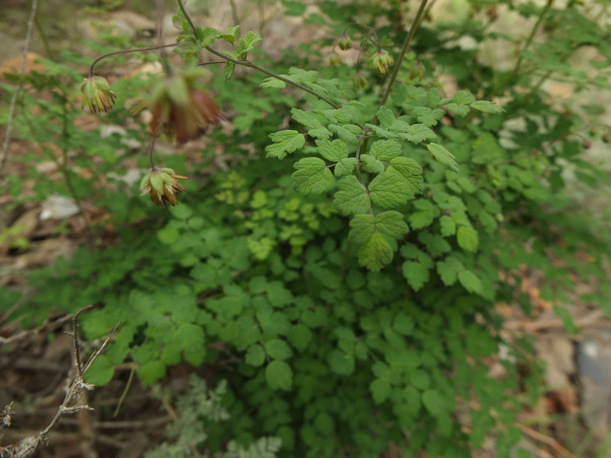 Image of Thalictrum cultratum Wall.