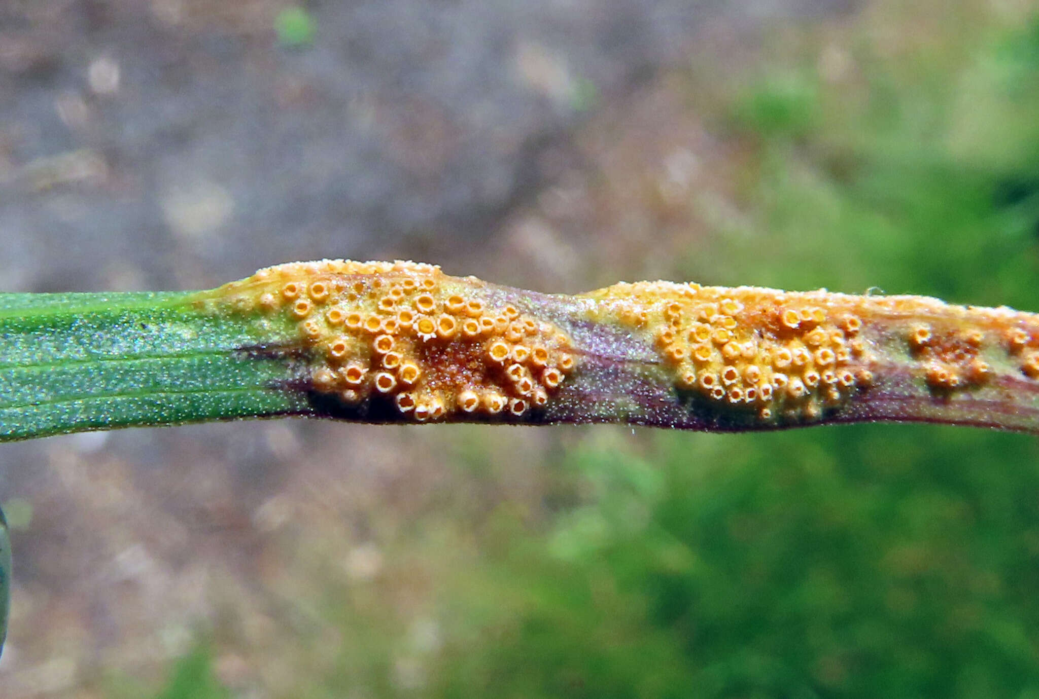 Puccinia hysterium Röhl. 1813的圖片