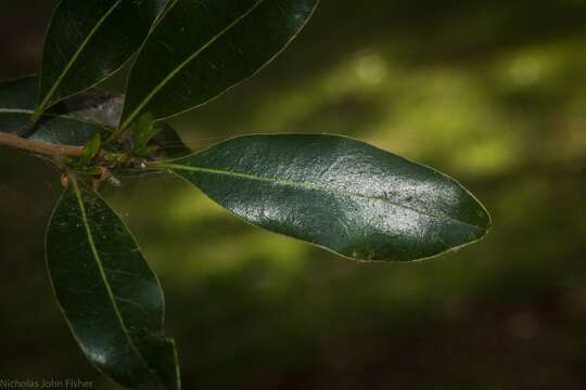 Imagem de Litsea reticulata Benth. & Hook. fil. ex F. Müll.