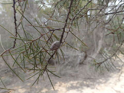 Image of Hakea mitchellii Meissn.