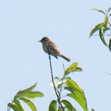 Image of Willow Flycatcher