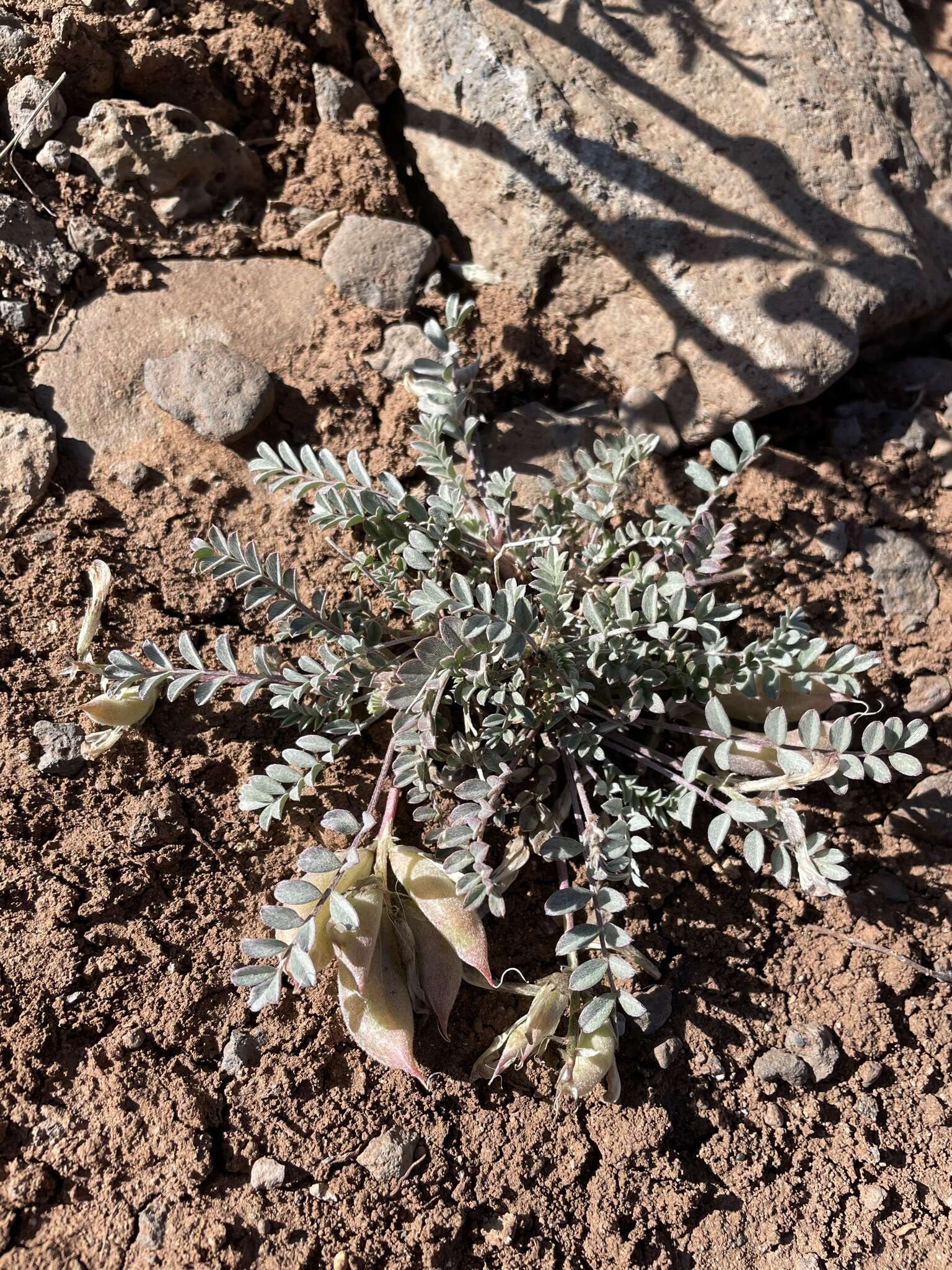 Imagem de Astragalus argophyllus var. panguicensis (M. E. Jones) M. E. Jones