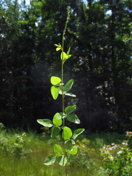 Imagem de Desmodium marilandicum Darl.