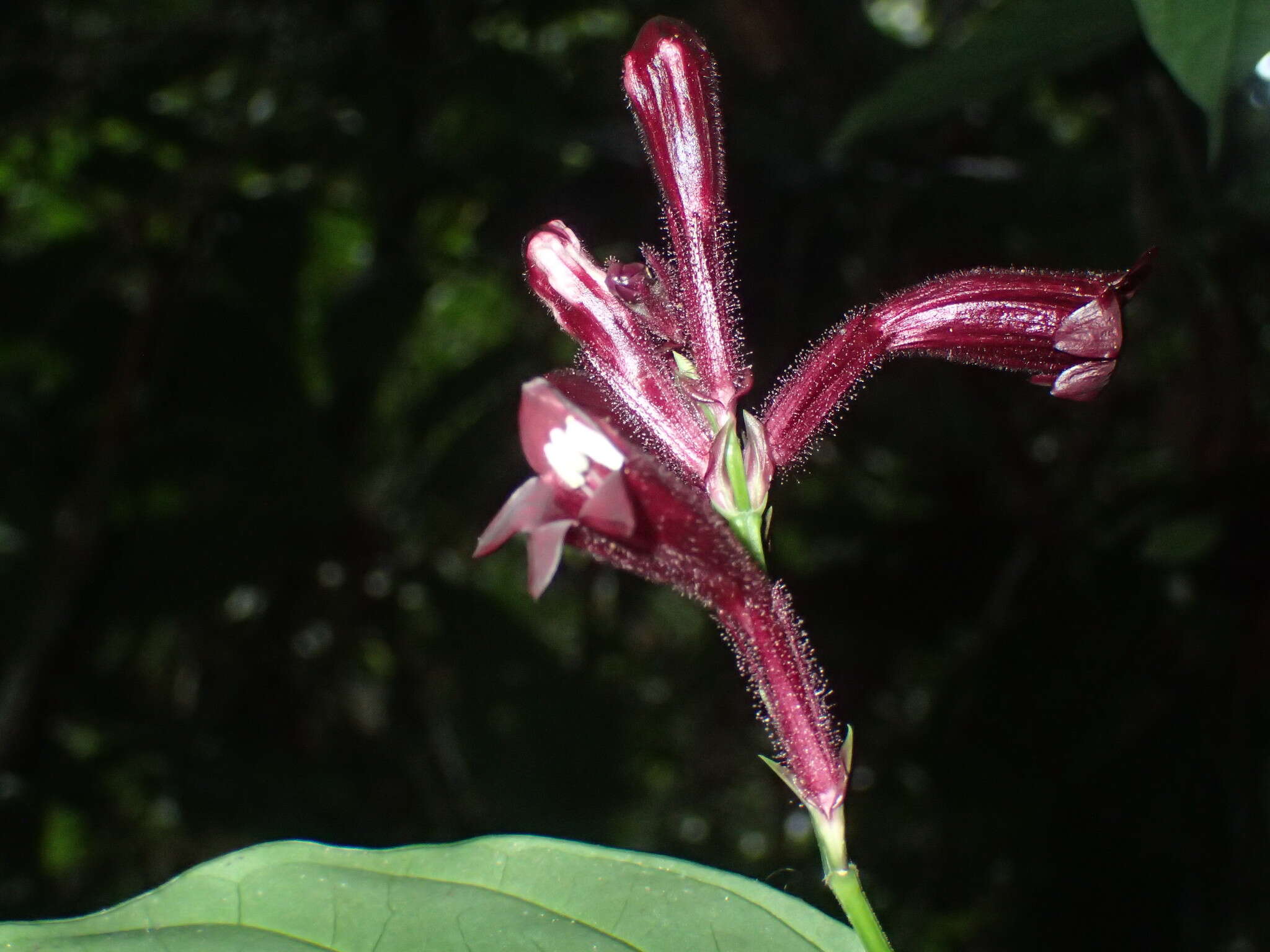 Image of Whitfieldia laurentii (Lindau) C. B. Cl.