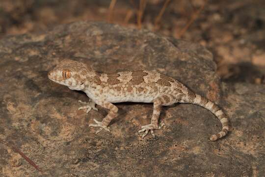 صورة Trachydactylus spatalurus Anderson 1901