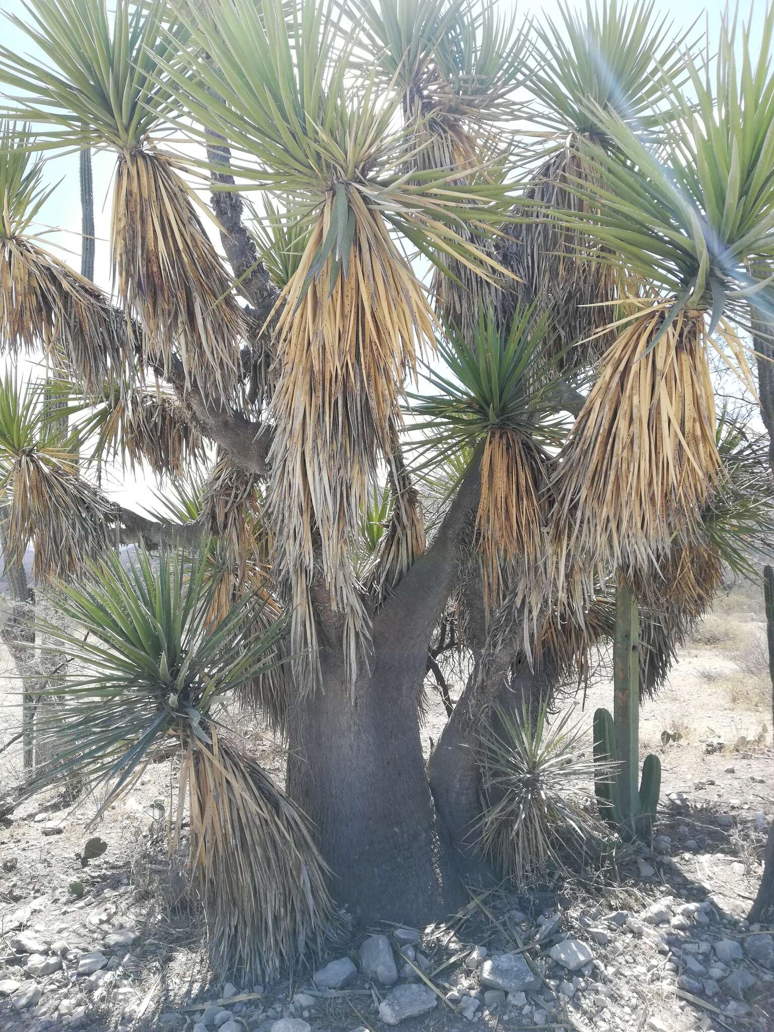 Imagem de Yucca periculosa Baker