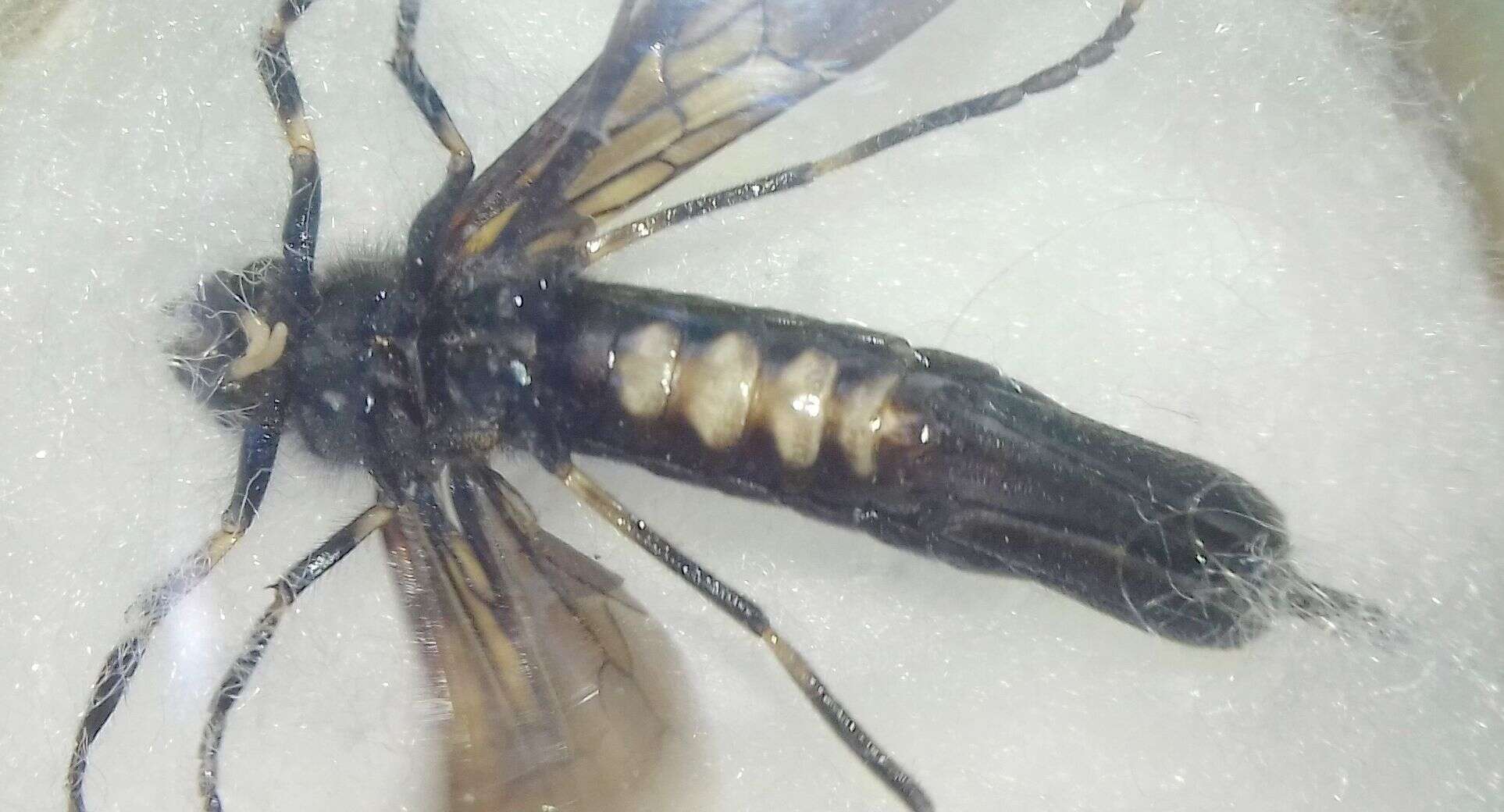 Image of <i>Tremex magus</i>