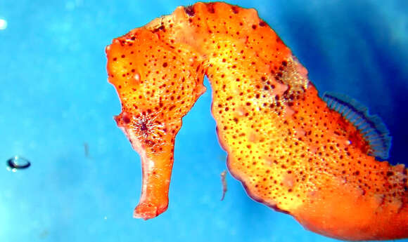 Image of Long-snout Seahorse