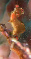 Image of Pontoh`s Pygmy Seahorse