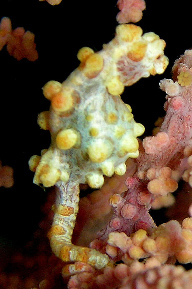 Image of Bargibant's Seahorse