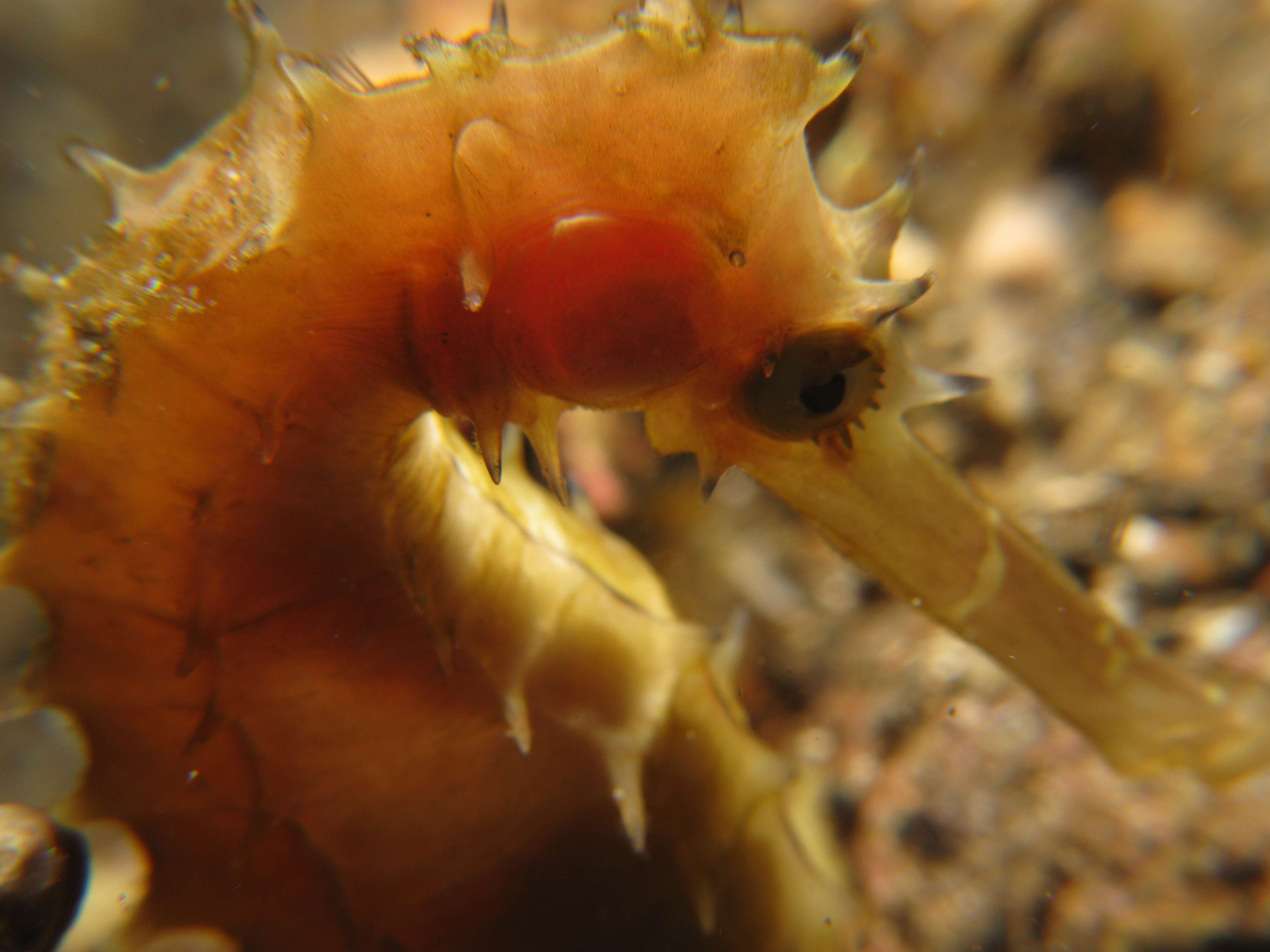 Image of Spiny Seahorse