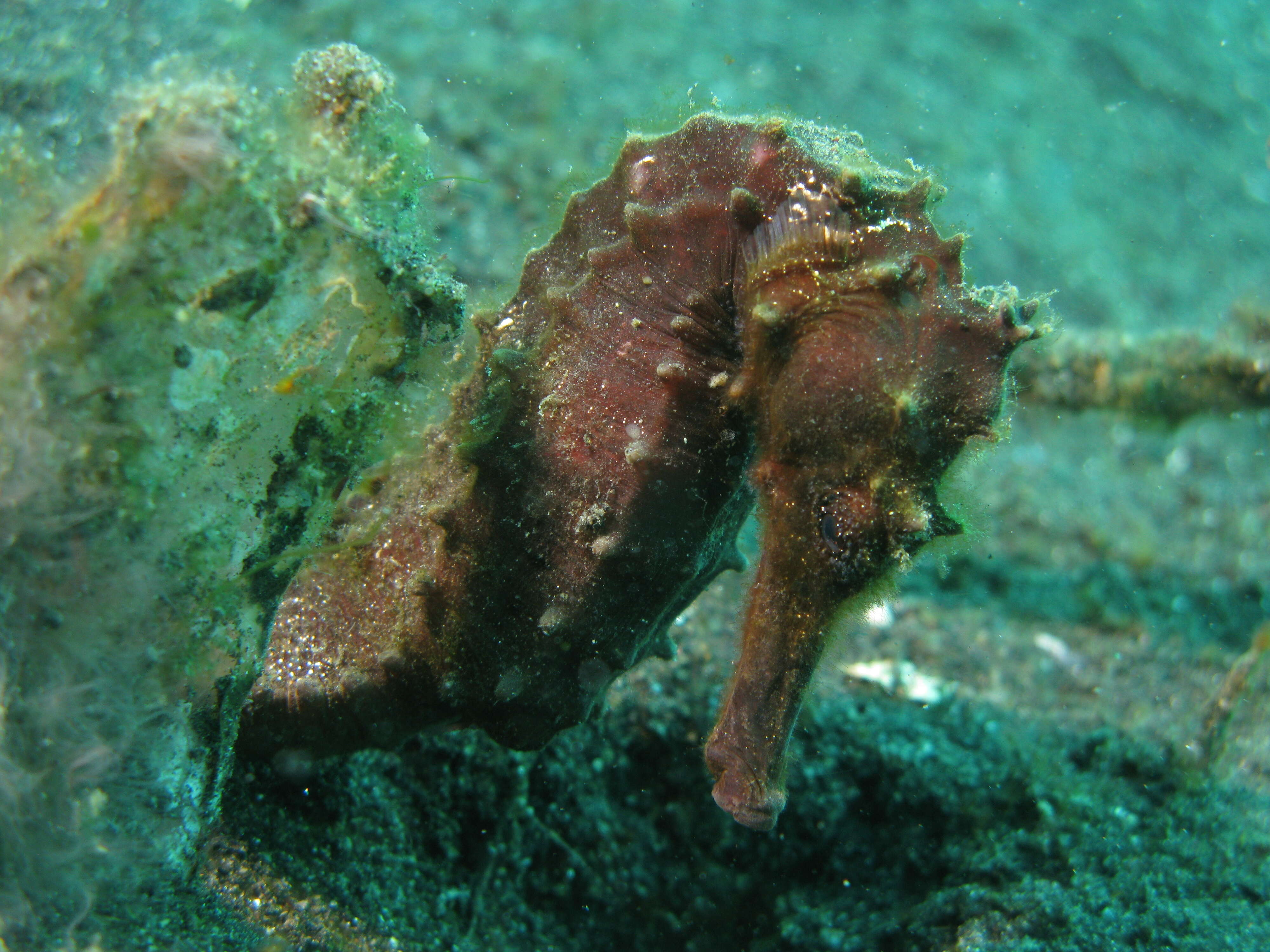 Image of Common seahorse