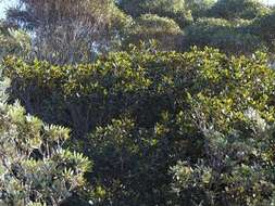 Image of Port Jackson fig