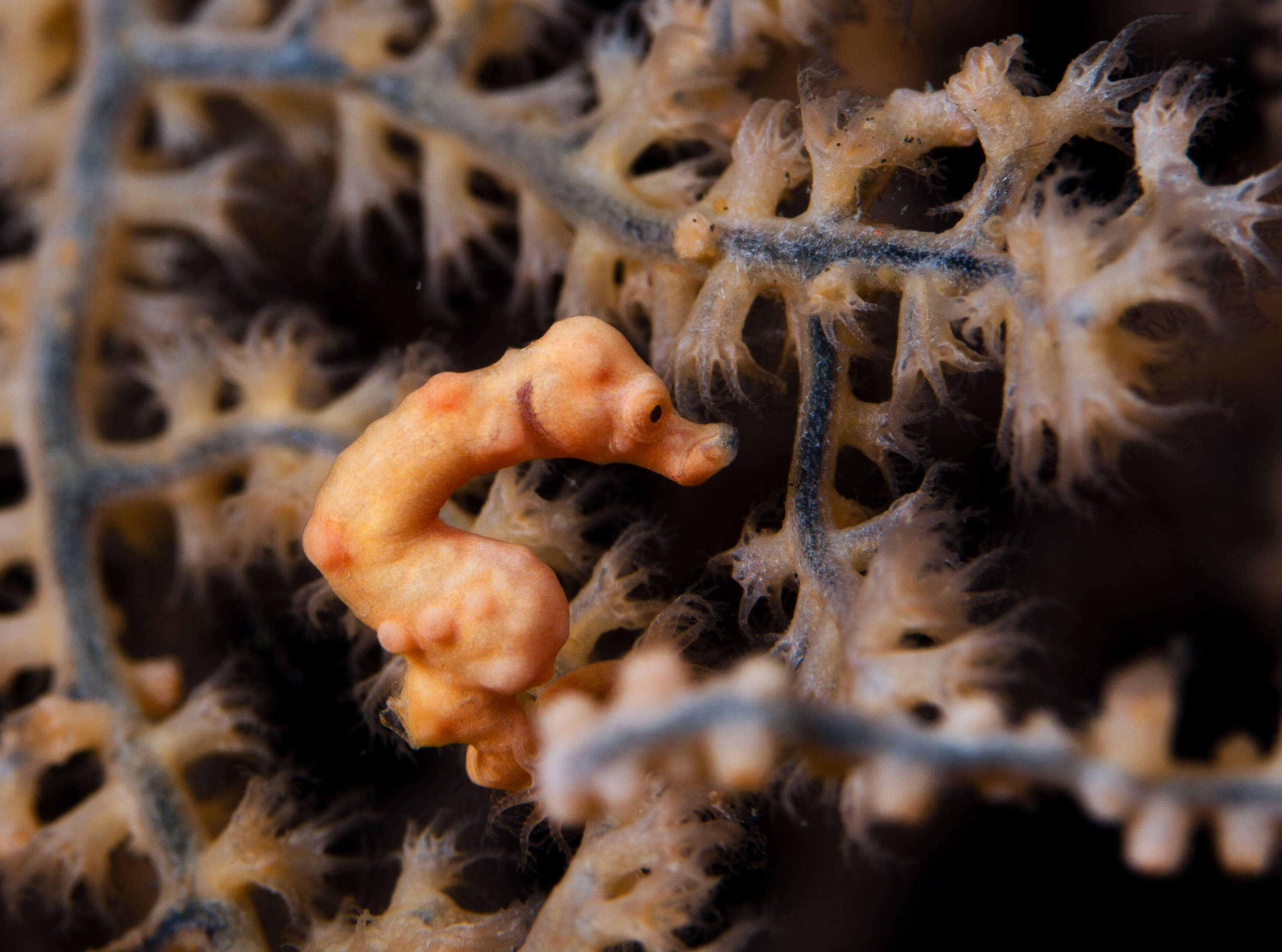 Image of Denise's Pygmy Seahorse