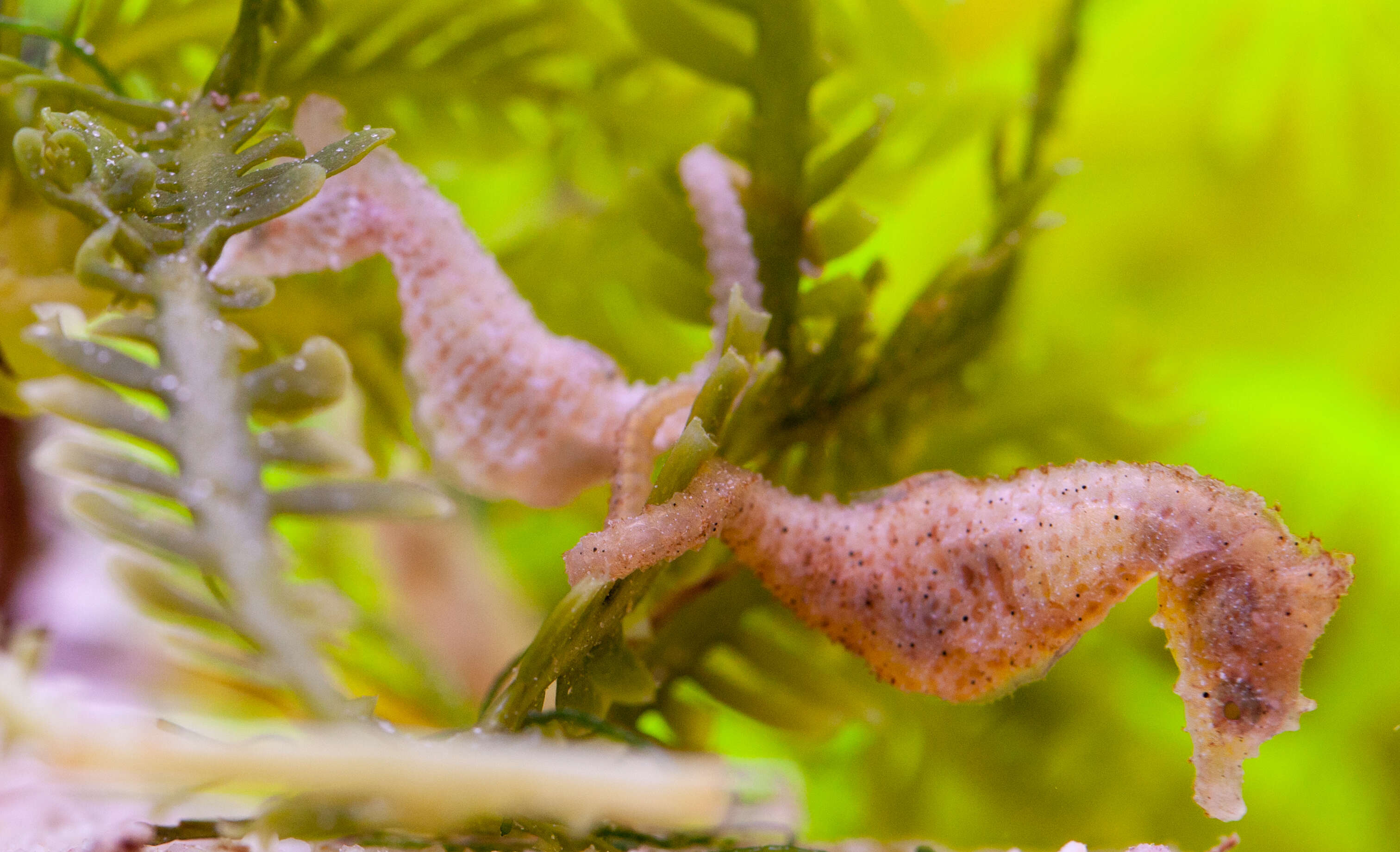 Image of Dwarf Seahorse