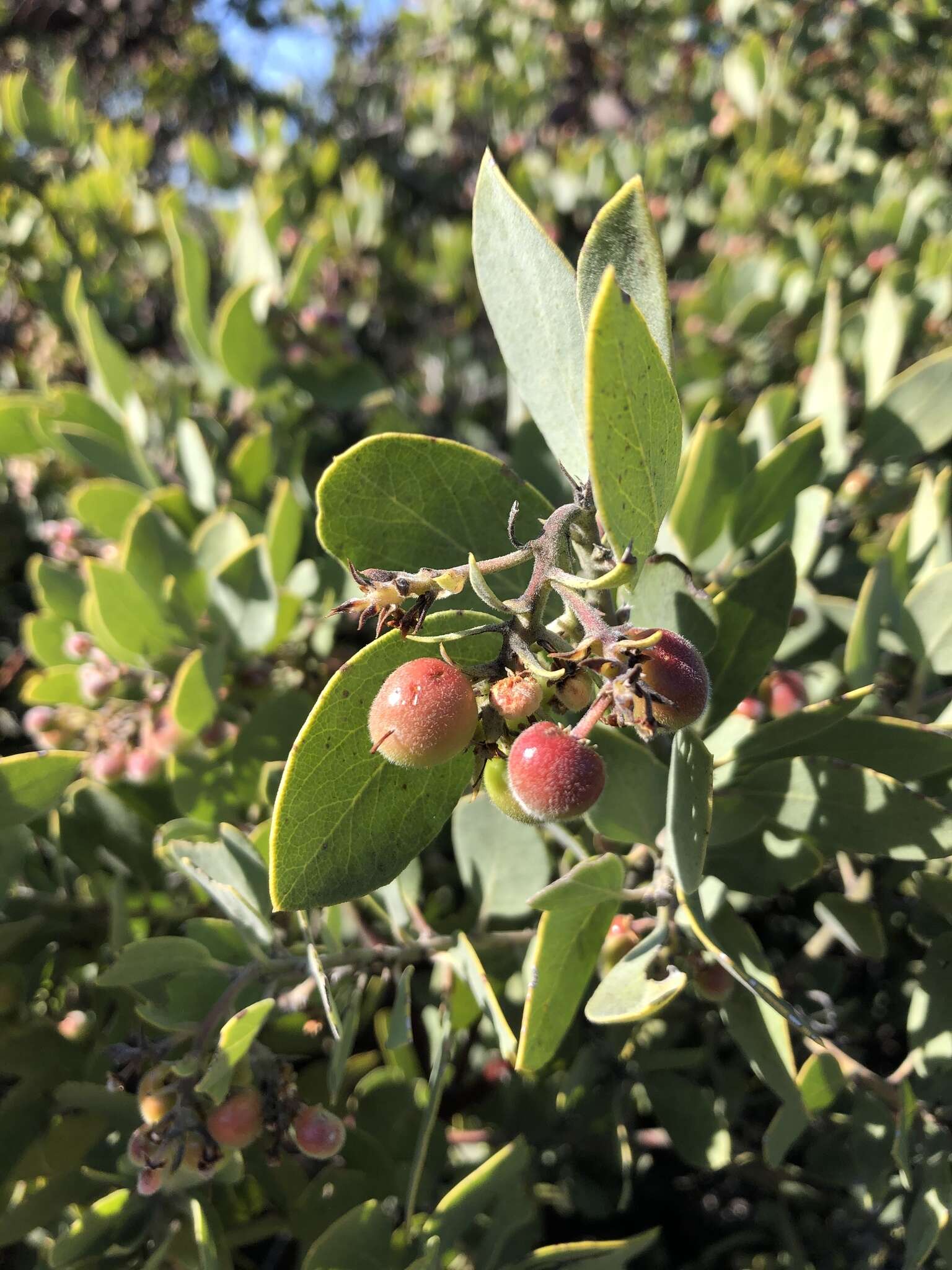 Image of Arctostaphylos glandulosa subsp. cushingiana (Eastw.) J. E. Keeley, M. C. Vasey & V. T. Parker