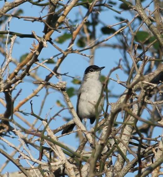 Image of Black-capped Gnatcatcher