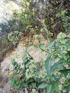 Image of Critonia quadrangularis (DC.) R. King & H. Rob.