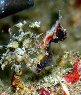 Image of Pontoh`s Pygmy Seahorse