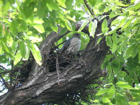 Image of Japanese Sparrowhawk