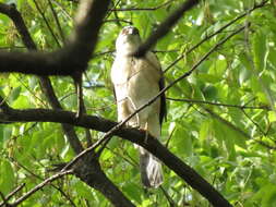 Image of Japanese Sparrowhawk