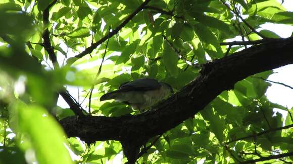 Image of Japanese Sparrowhawk