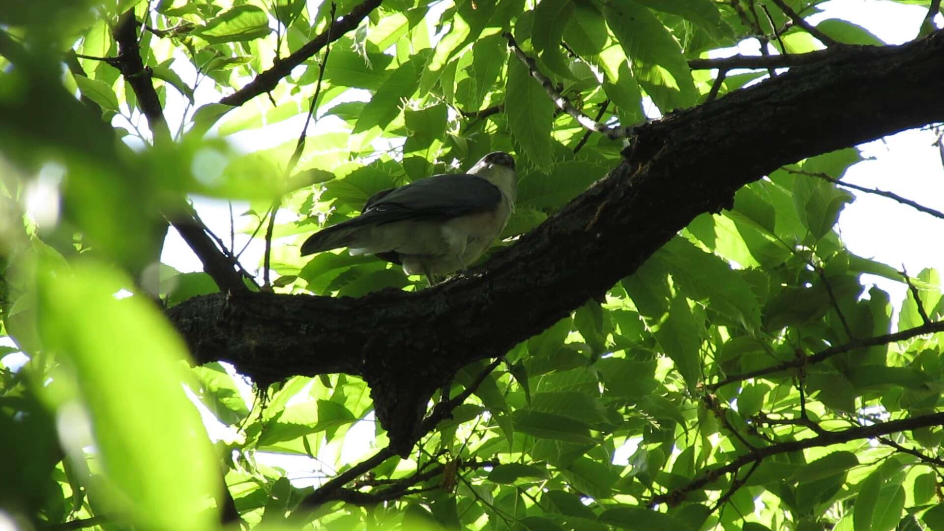 Image of Japanese Sparrowhawk