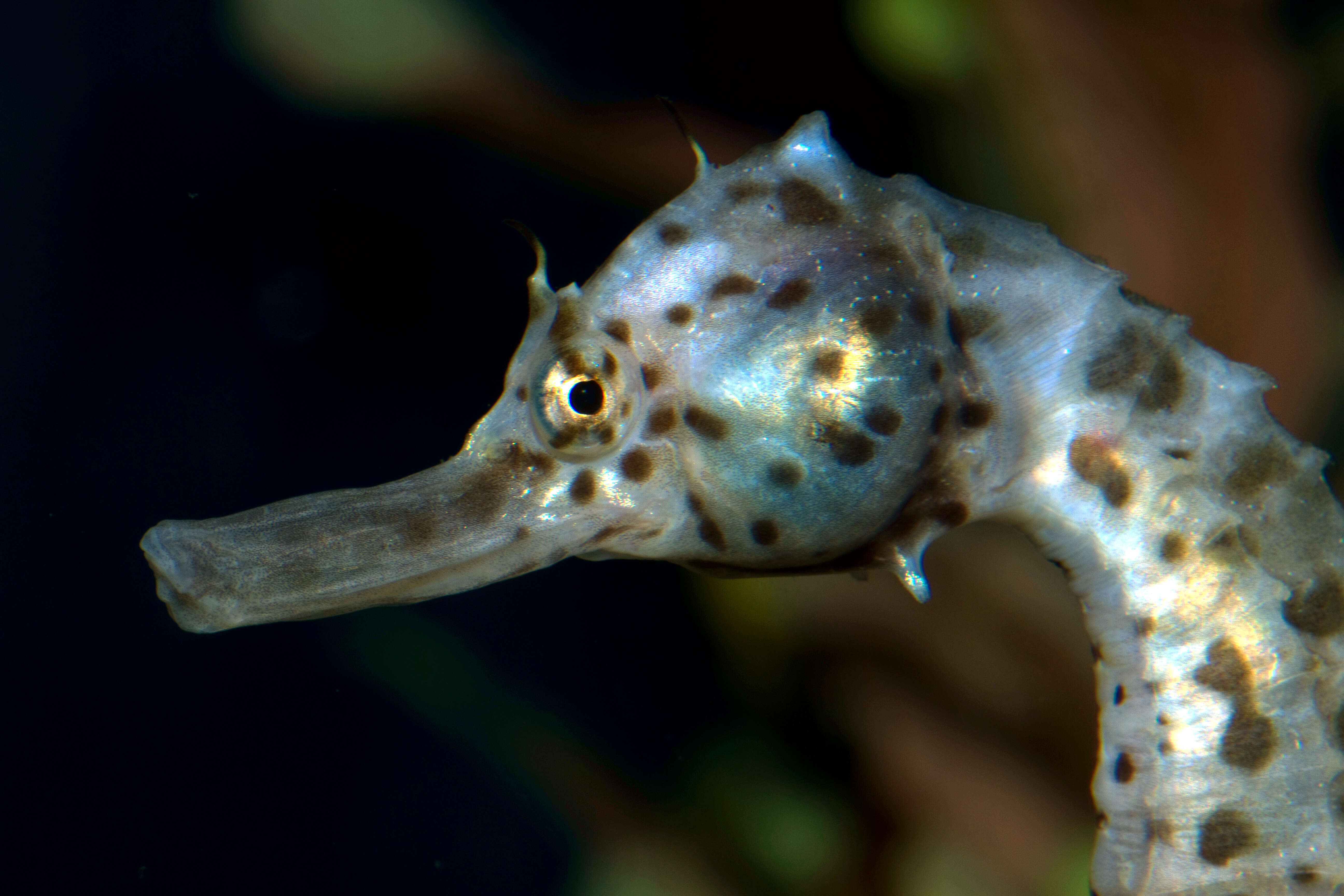 Image of Big-belly Seahorse