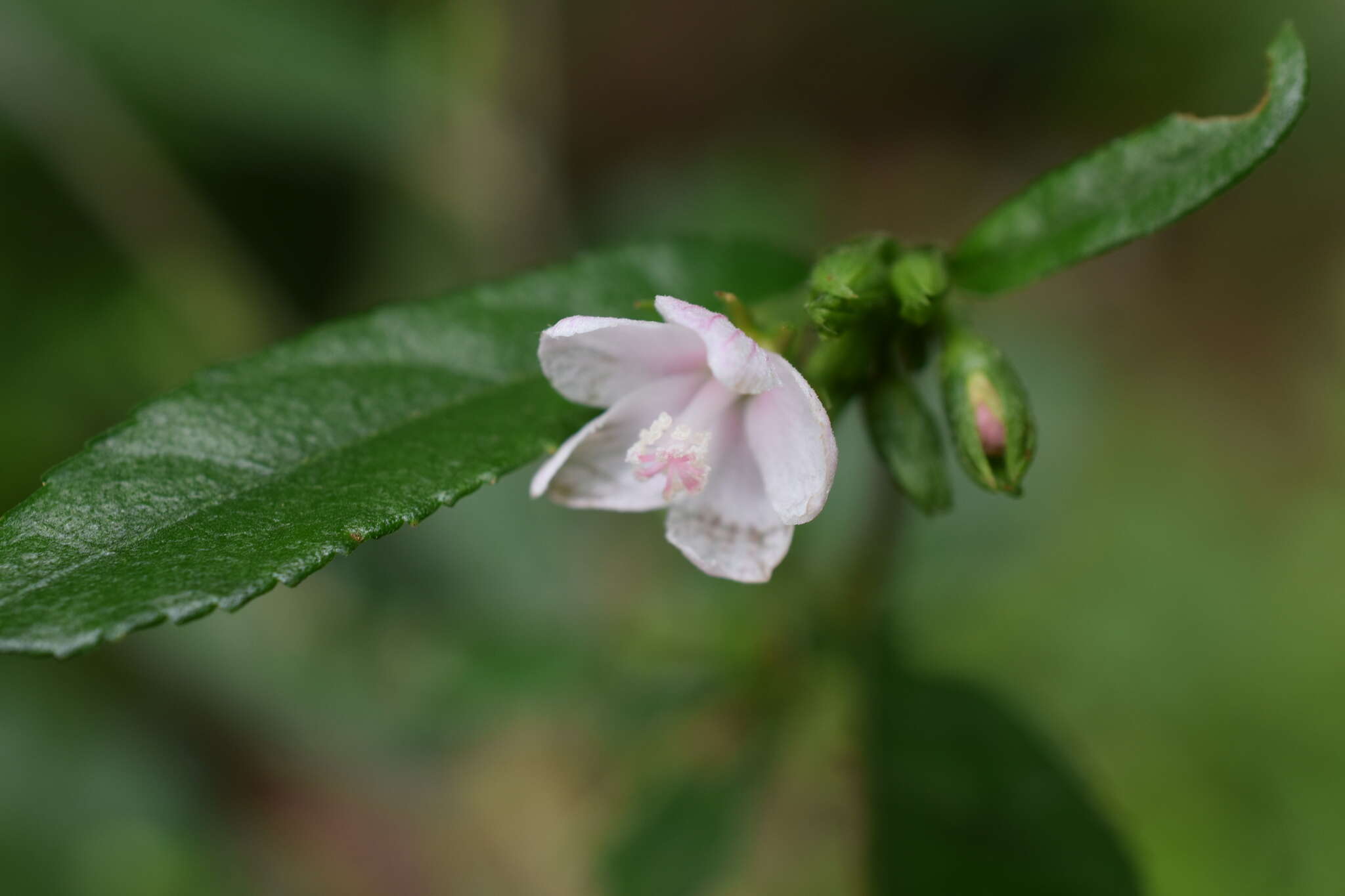 Image of Pavonia schiedeana Steudel