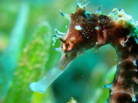 Image of Spiny Seahorse