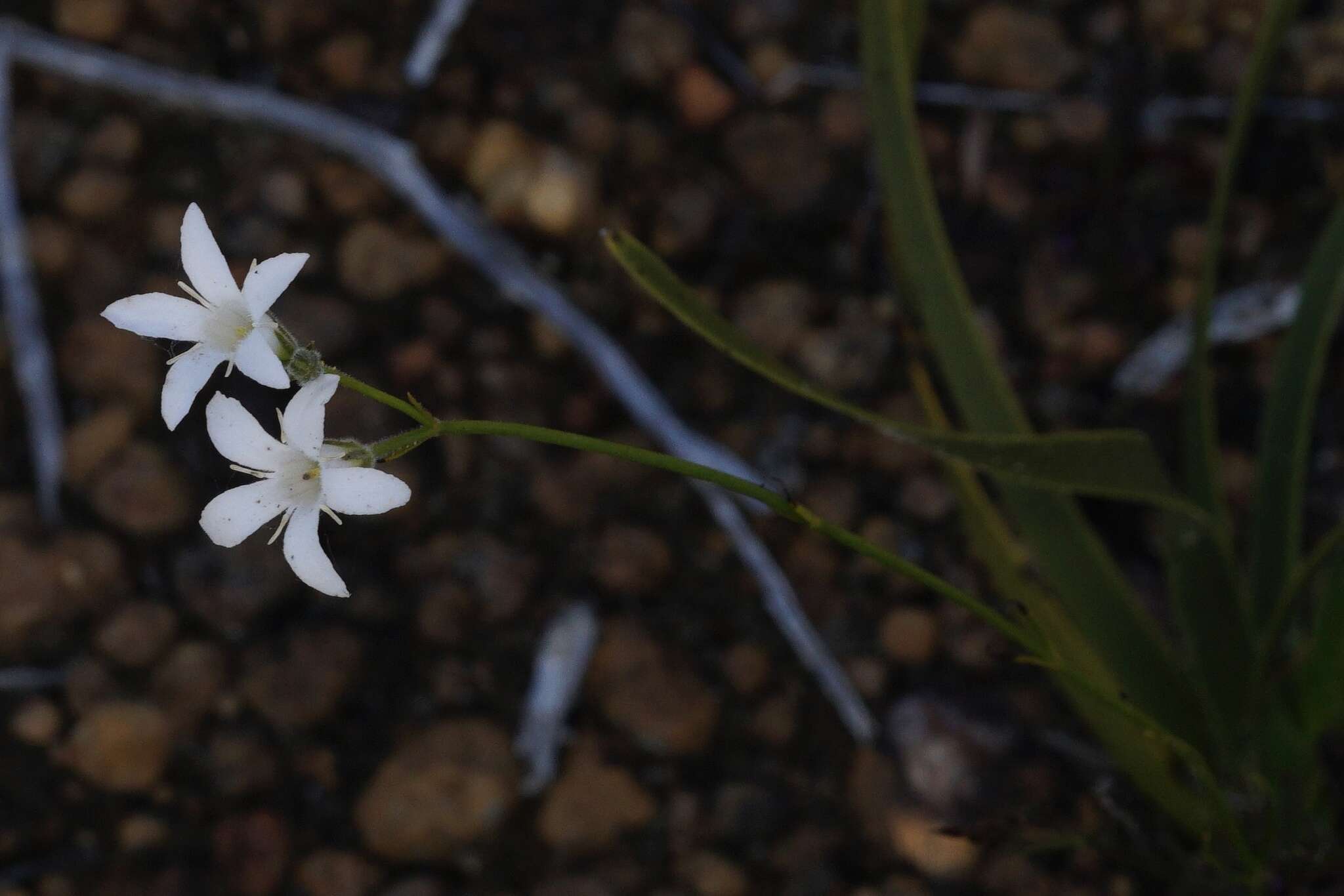 Image of Orianthera campanulata (R. Br.) C. S. P. Foster & B. J. Conn