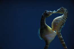 Image of Big-belly Seahorse