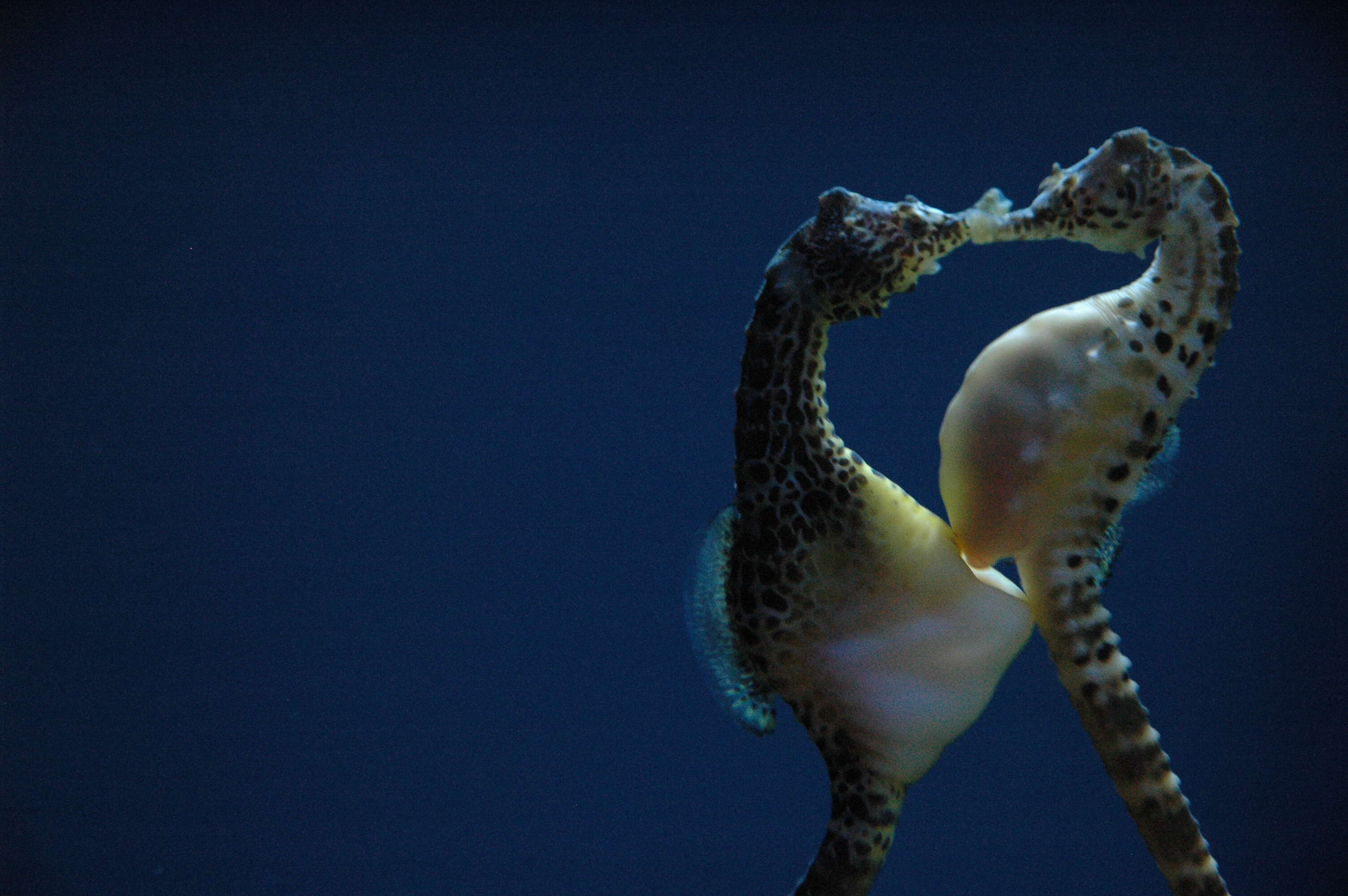 Image of Big-belly Seahorse