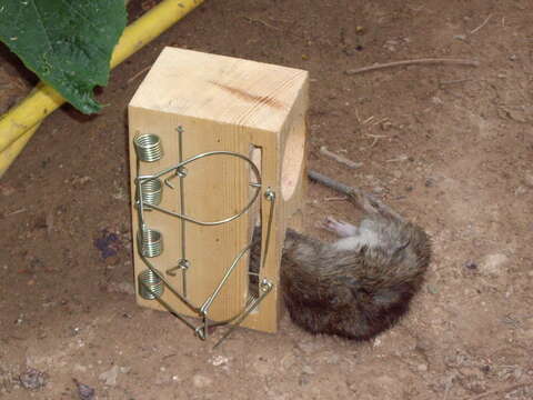 Image of Brown Rat