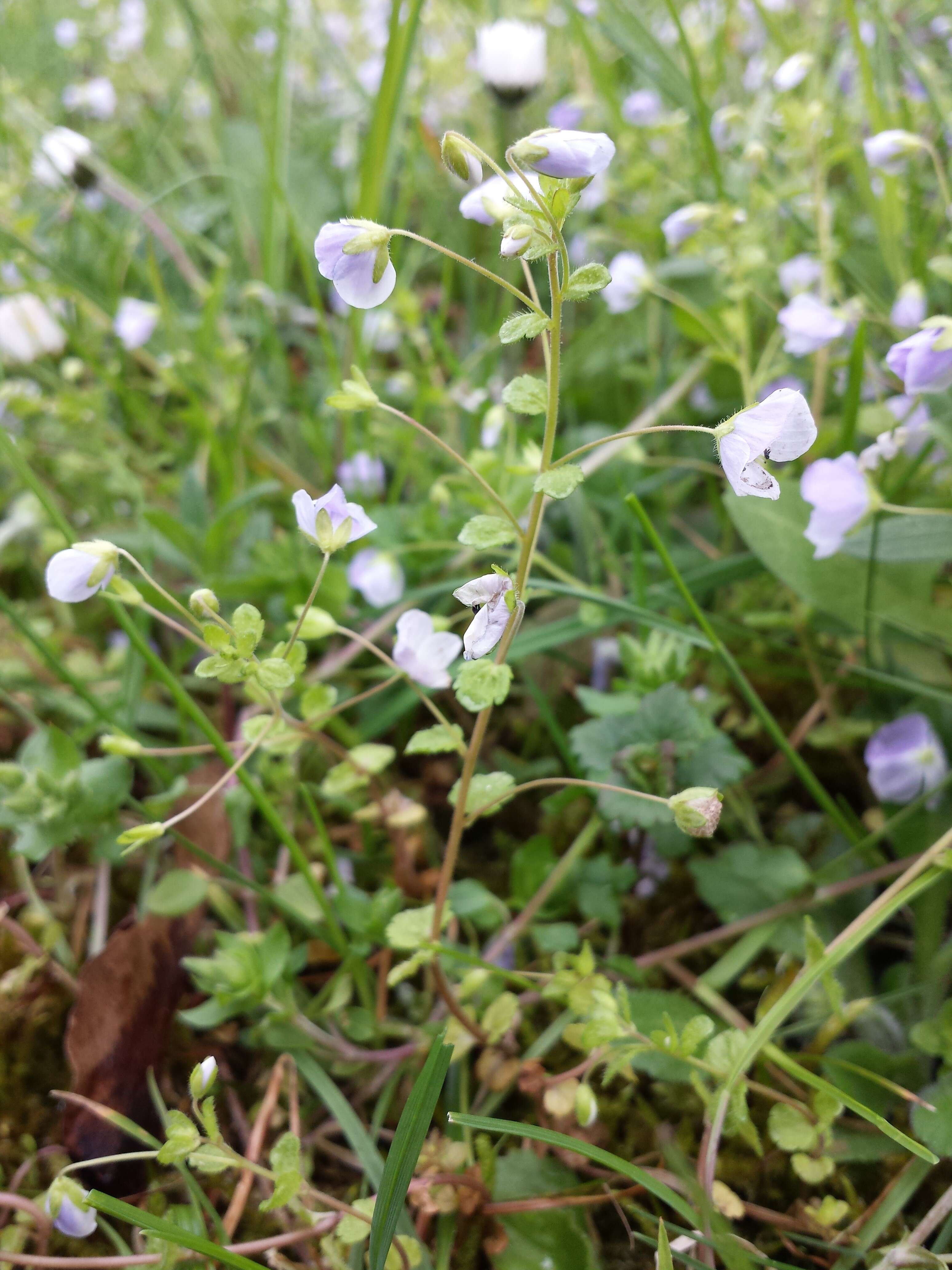 Image of slender speedwell