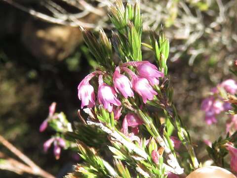 Image of Erica acuta var. acuta