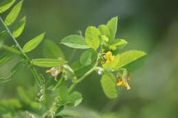 Plancia ëd Medicago platycarpa (L.) Trautv.