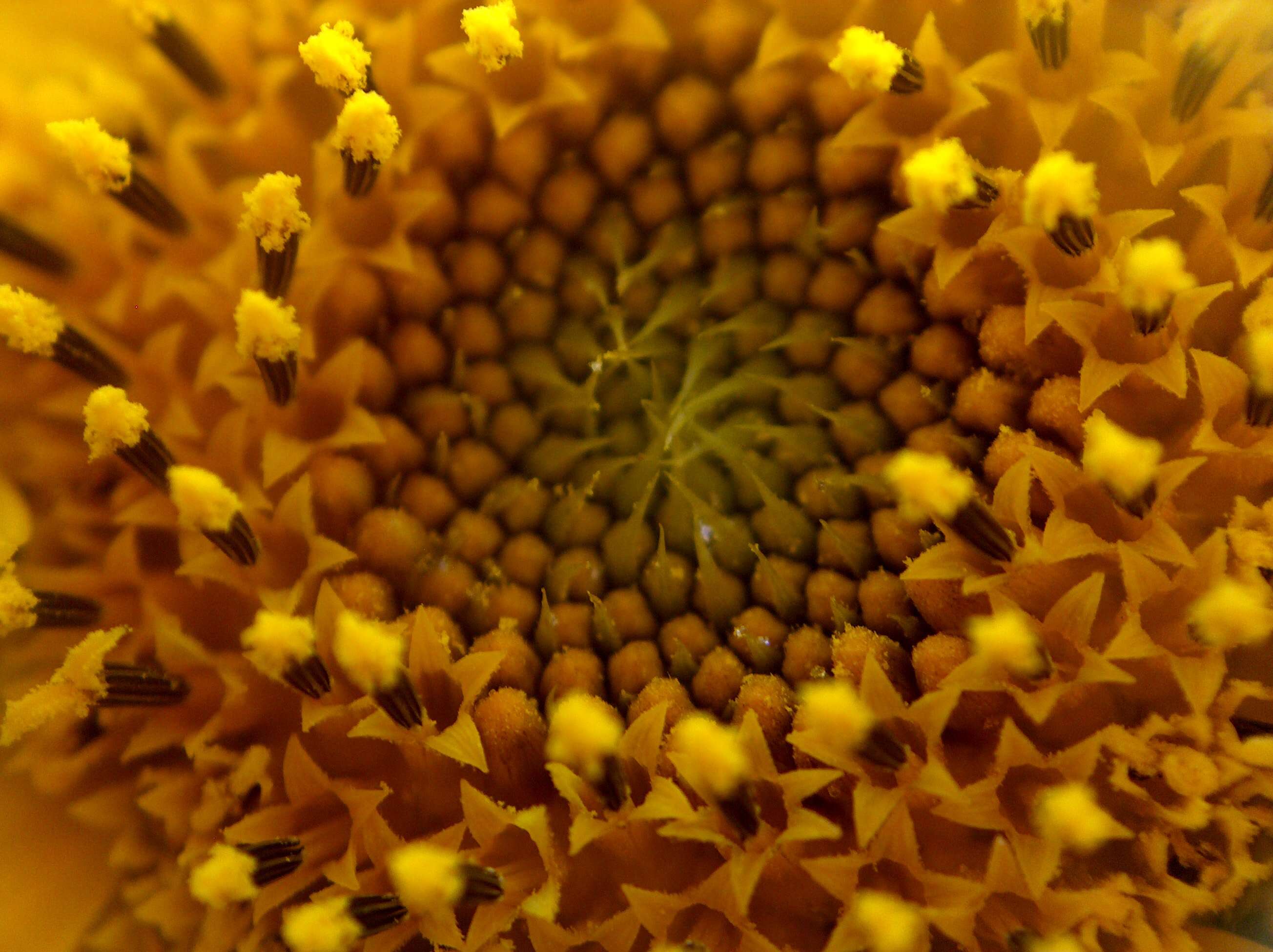 Image of common sunflower