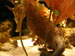 Image of Giant Seahorse