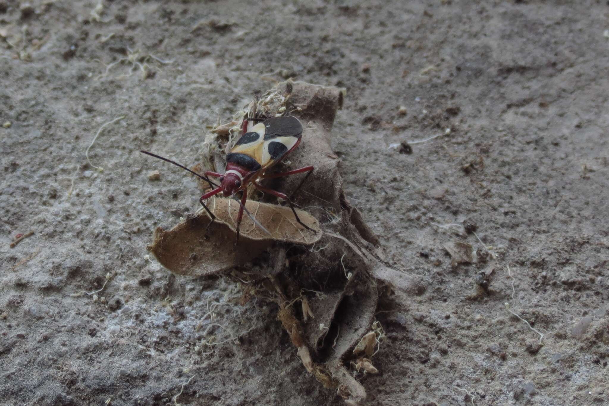 Image of Pale Red Bug