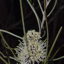 Image de Hakea scoparia subsp. scoparia