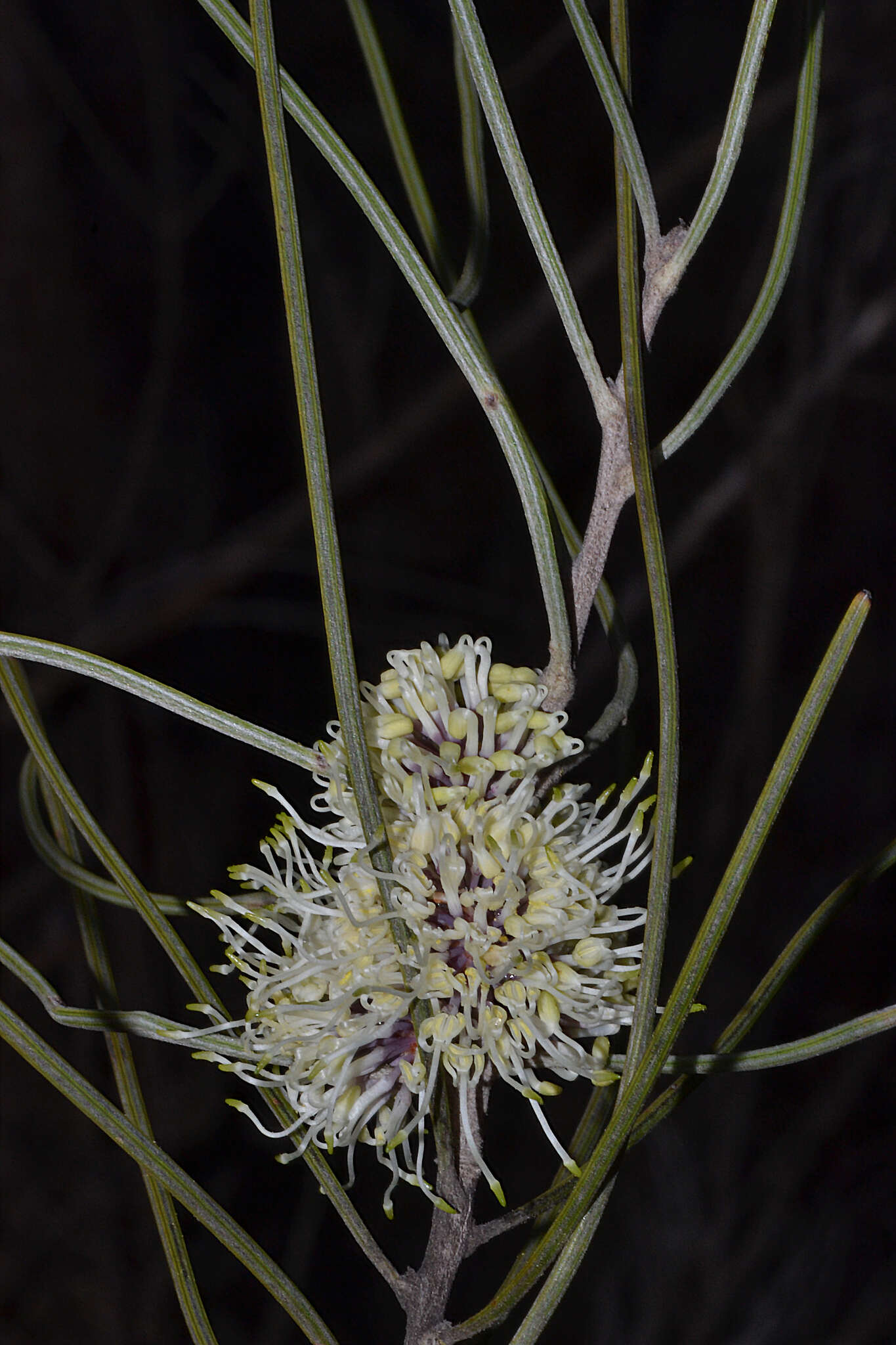 Image of Hakea scoparia subsp. scoparia