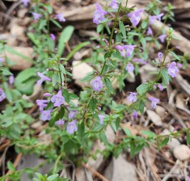 صورة Hedeoma pulcherrima Wooton & Standl.