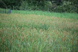 Image of rice