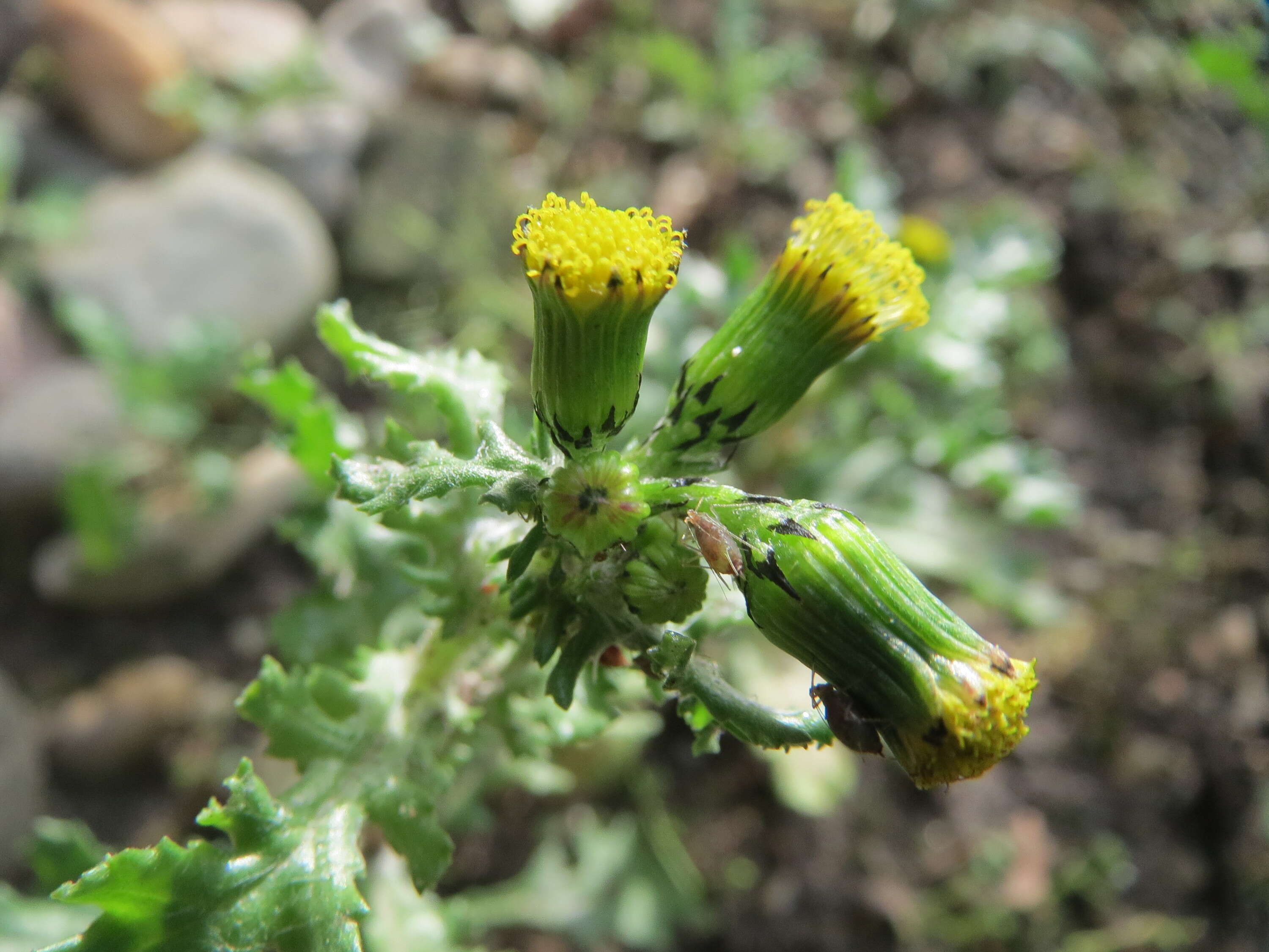 Image of groundsel