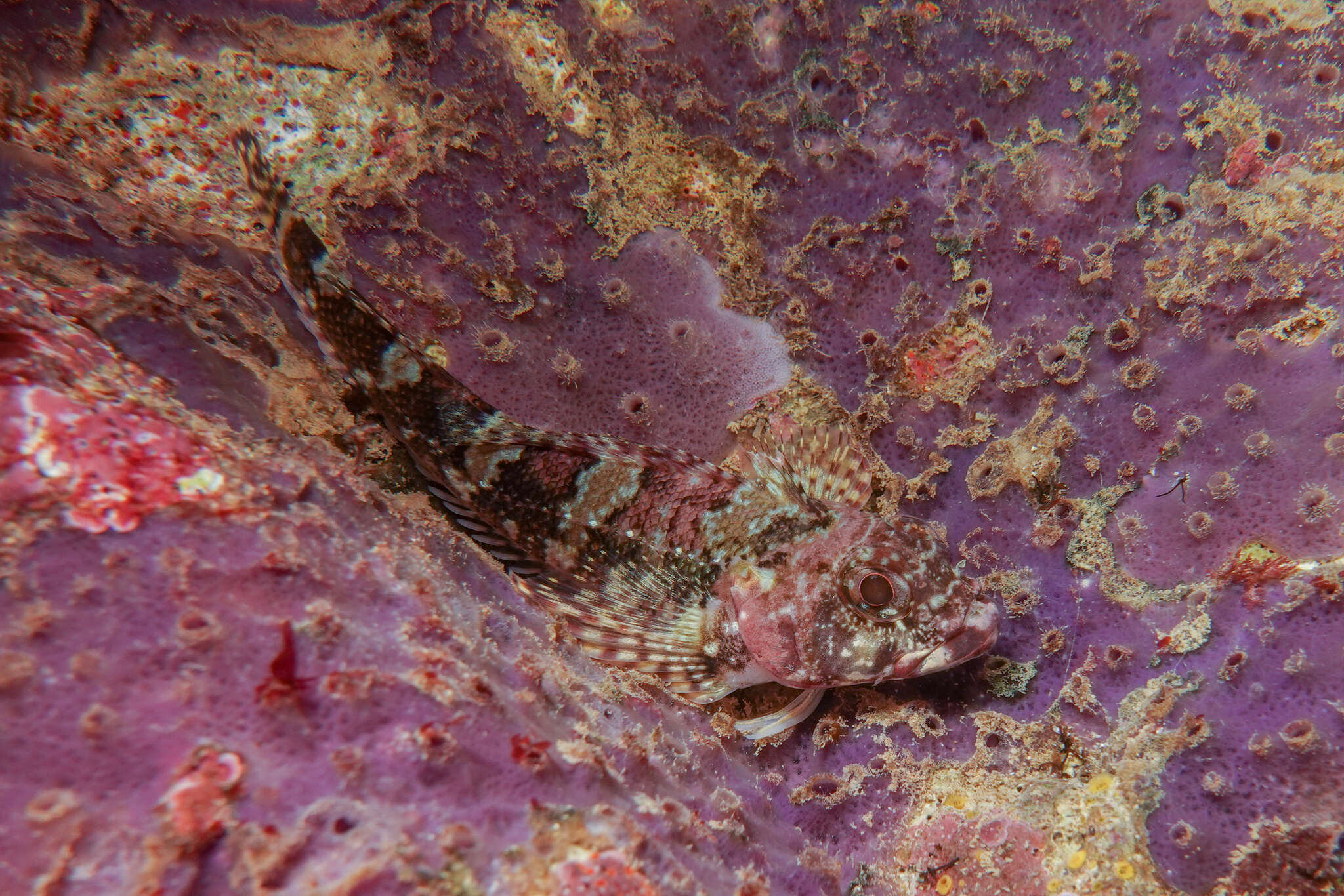 Image of New Zealand Scaly-headed Triplefin